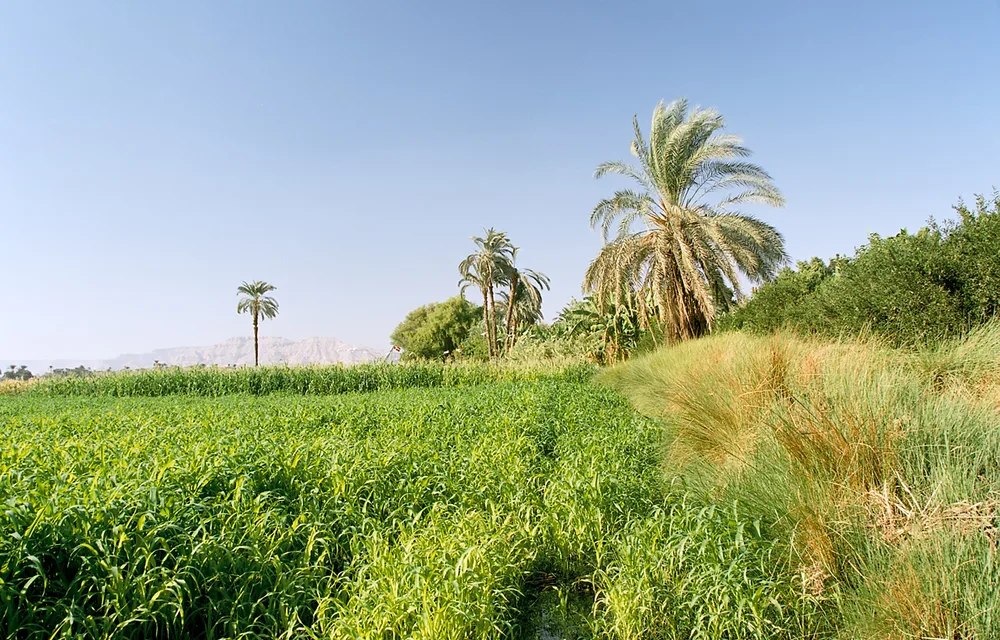 Banana Island near Luxor on the Nile