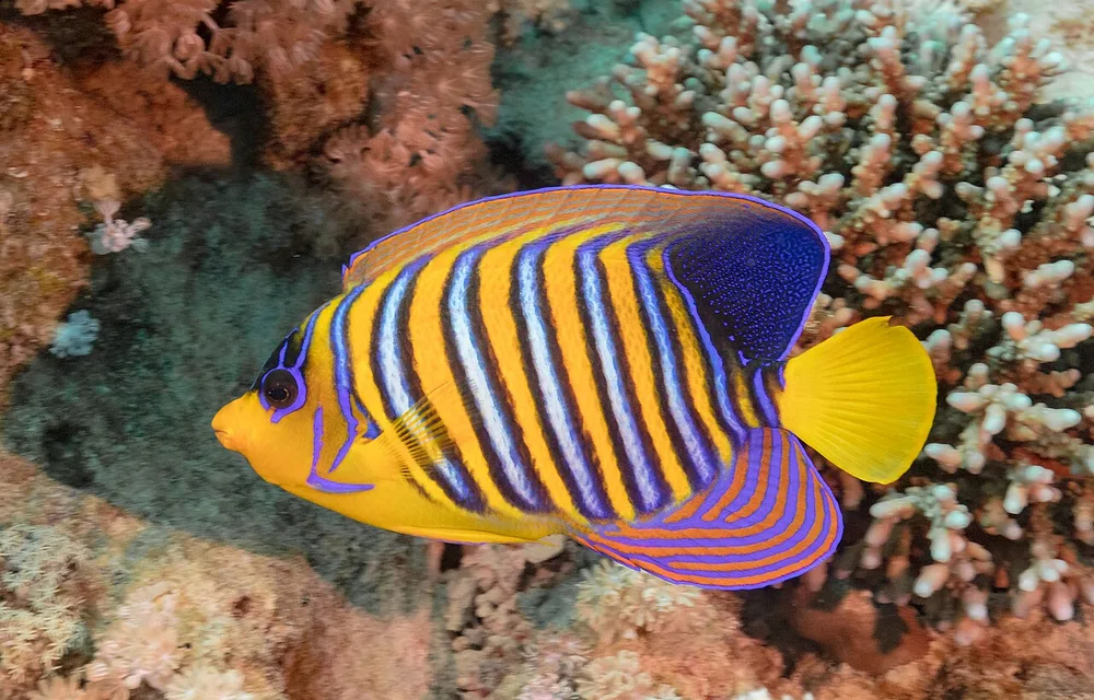 Coral reef in Ras Mohammed National Park