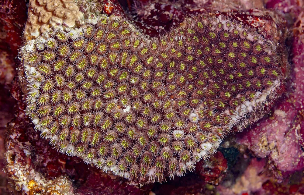 Colourful coral reef in the Red Sea, Egypt