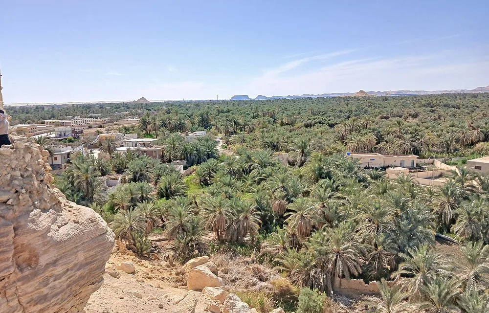 Palm groves and traditional buildings at Siwa Oasis