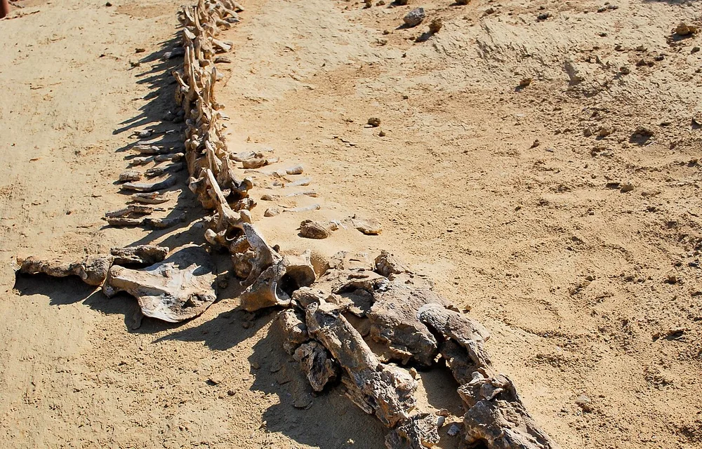 Fossilised whale skeletons at Wadi El Hitan